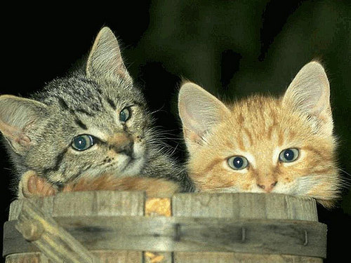  Cat Hintergrund