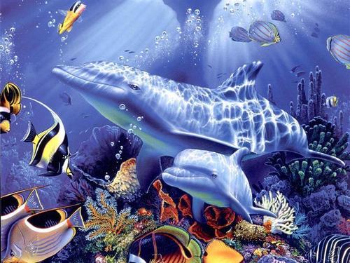  ikan lumba-lumba, lumba-lumba wallpaper