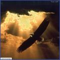 God's beautiful flying creations :) - god-the-creator photo