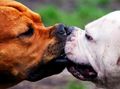 Kissing !!! - dogs photo
