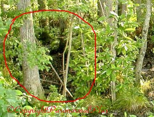  Supposed foto's of The Legendary Bigfoot
