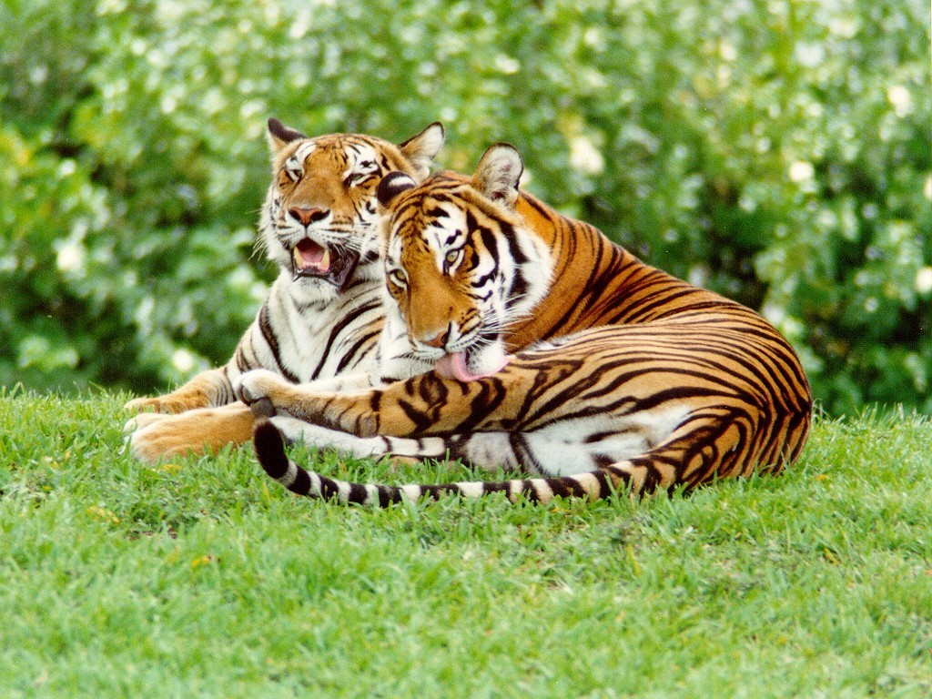 Tiger Animal
