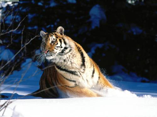  Tiger achtergrond