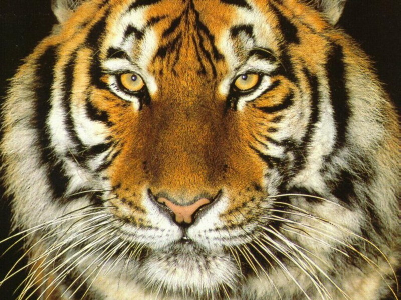 Tiger Face Close Up