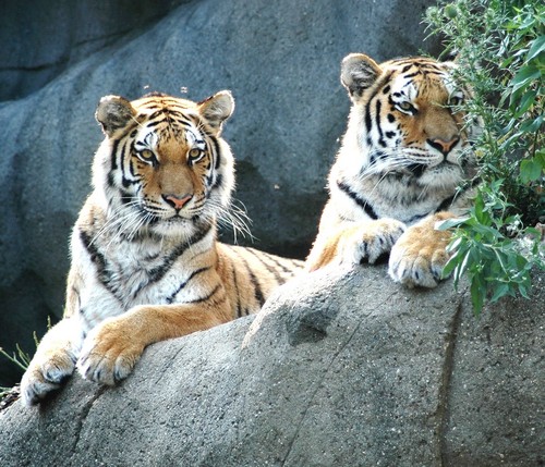 tigri