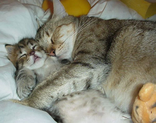  sleeping Katzen :)