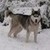  西伯利亚雪橇犬