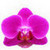  Orchid 5