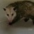  The opossum in the bathtub