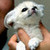  #10 - A white baby fox.