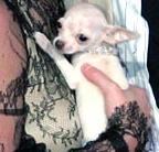  Which celeb owns this chihuahua ?