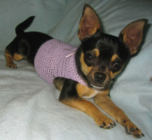  A chihuahua holds the record for the smallest dog in the world ?
