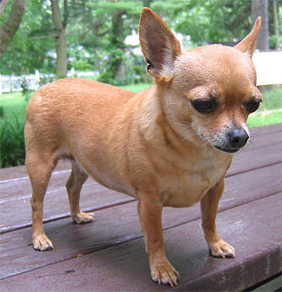  Which food/restaurant has a chihuahua as its mascot ?