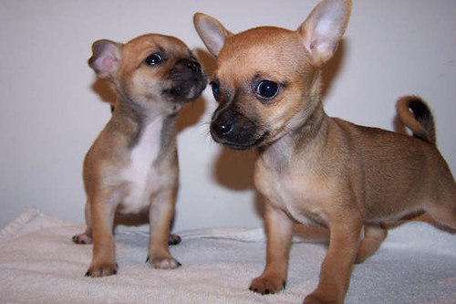  Chihuahuas do well with other breeds of 狗 in their home.