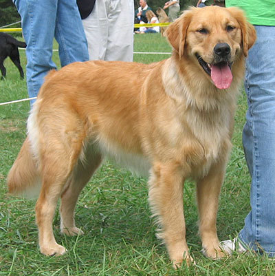  From which country does the Golden Retriever originate ?