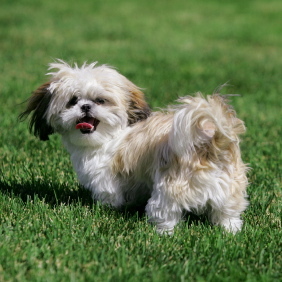 The Shih Tzu originated from an ancient cross between the Lhasa Apso and what other breed ?