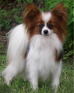 The Papillon is a type of Spaniel ?
