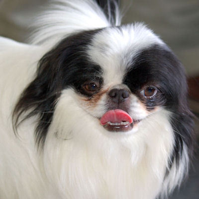  The Japanese Chin is a type of spaniel, spaniël ?