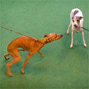 These two lithe show ring performers belong to which breed?