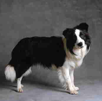 Because of their great intelligence, Border Collies make excellent pets for most people ?