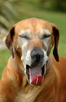 Dogs yawn because they are bored ?