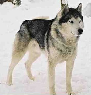  In what state/country was the Siberian Husky first developed?