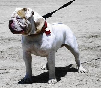  What is the Alapaha Blue Blood Bulldog?