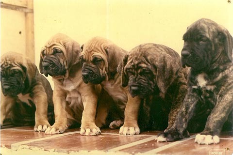 What breed are these Welpen ?