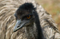  Which Emu Sits On The Eggs