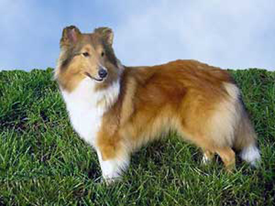  What is the Shetland Sheepdog più often know as?