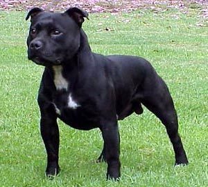 The Staffordshire Bull Terrier is described in the breed standard as having indomitable courage.What other characteristic makes families want to own these dogs ?