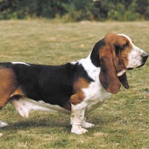  What would NOT disqualify a basset hound from an American 表示する ring?