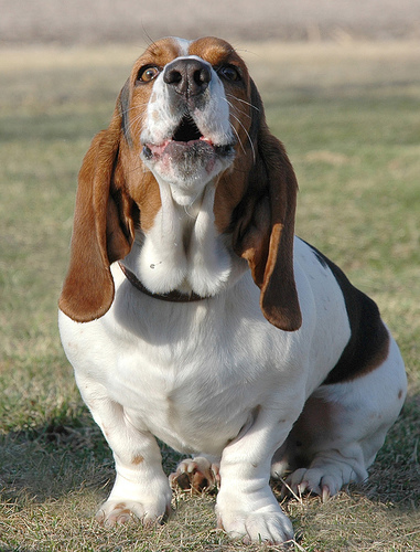 What is the typical temperament of a basset hound? 