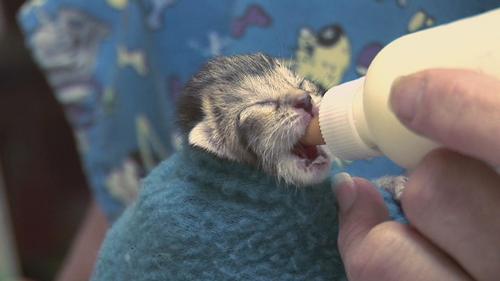  How often would Du bottle feed a new born kitten ?