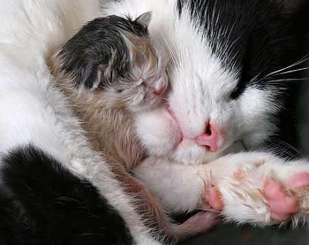 New born kittens are born ............?