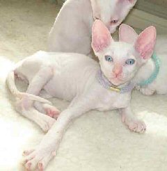  Which breed of 子猫 are these ?