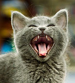  Approximately how many teeth does a cat have ?