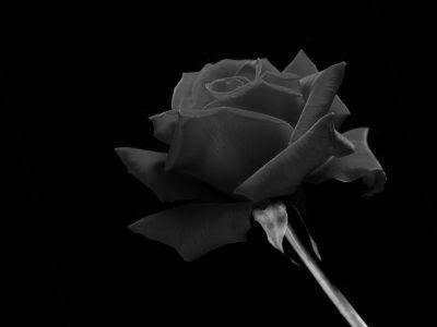  A Black Rose exists in Nature ?