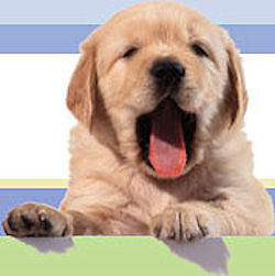  Why do Anjing and Serigala yawn?