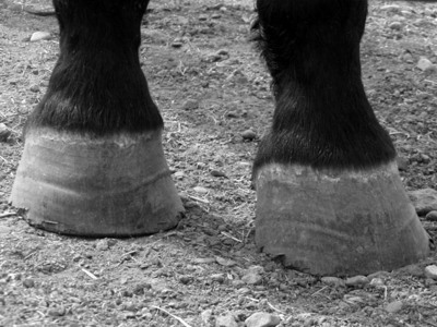  what are the caballos feet called