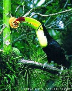  What is this Tropical rainforest bird called?