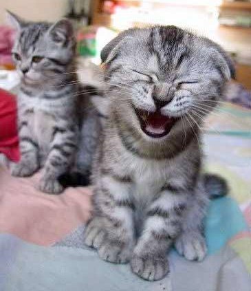  When does the kittens' hearing develop?