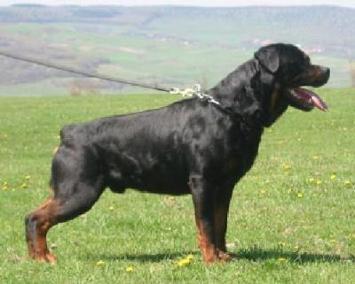 According to AKC , Rottweilers may have Blue , Brown or Green eyes , anything else is considered unacceptable or flawed ?