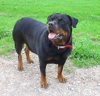 One part of the obedience test administered by Rottweiler clubs is to fire a gun in the air to see if the Rottweiler reacts ?
