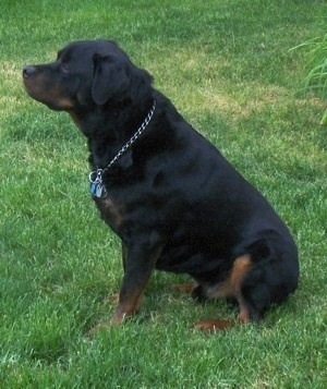  The rottweiler is considered a hypoallergic animal since it does not shed ?