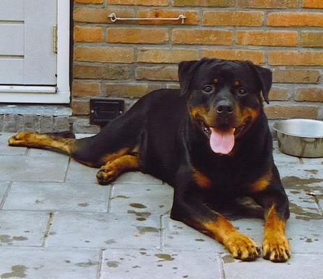  The rottweiler needs plenty of exercise but can be cotent living in an apartment ?