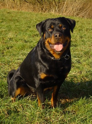  Rottweilers were originally used for what purpose?