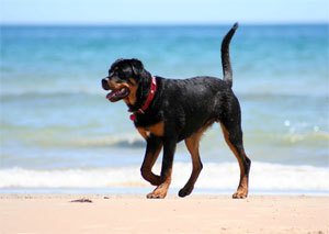  Most people know that Rottweilers are black with tan markings. Besides the tan markings on the legs and chest, where else do they have distinctive tan markings?