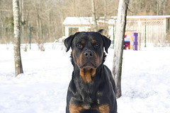 What can be a problem with having a Rottweiler as a pet?