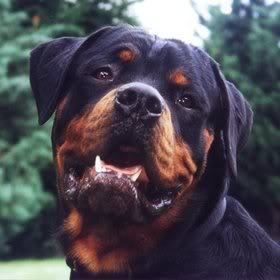 Which competitive hobby is generally not suitable for Rottweilers?
